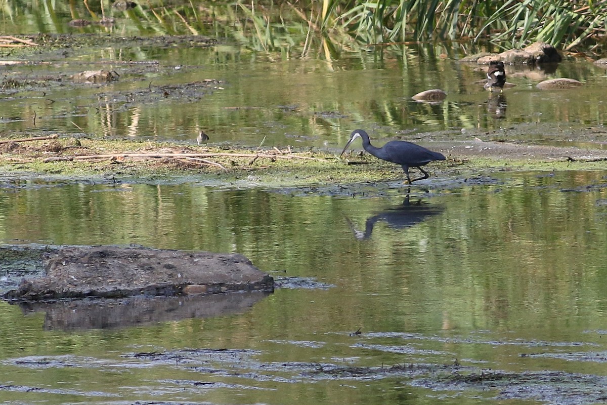 Western Reef-Heron - Max Nootbaar