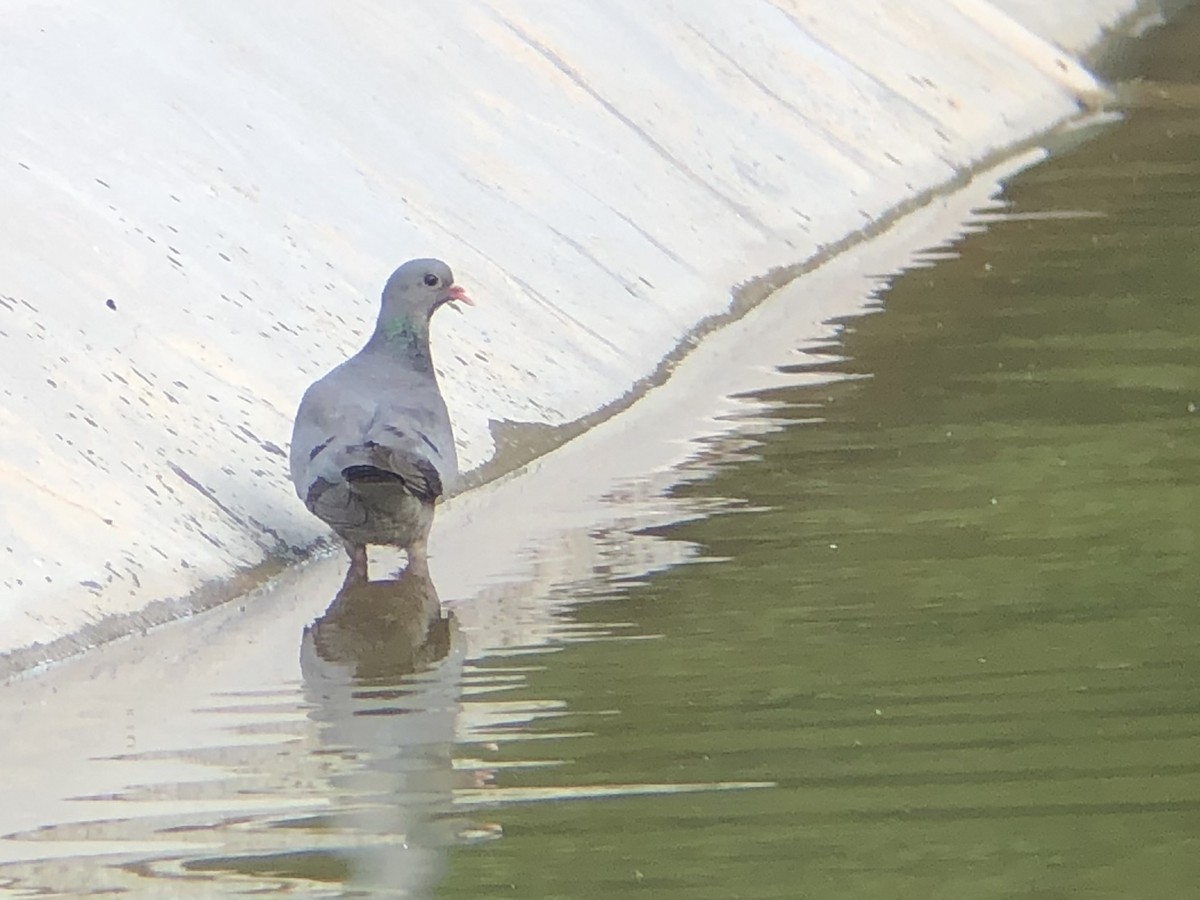 Stock Dove - Max Nootbaar