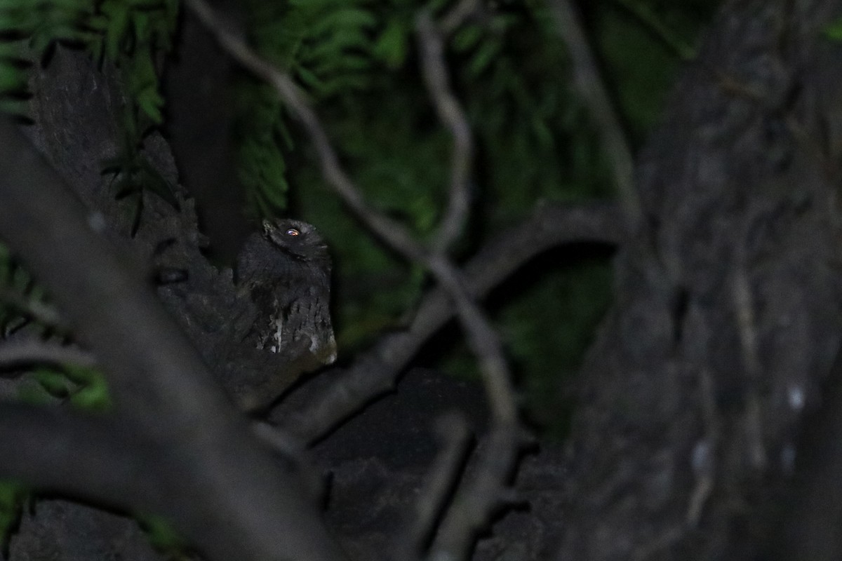 Eurasian Scops-Owl - Max Nootbaar