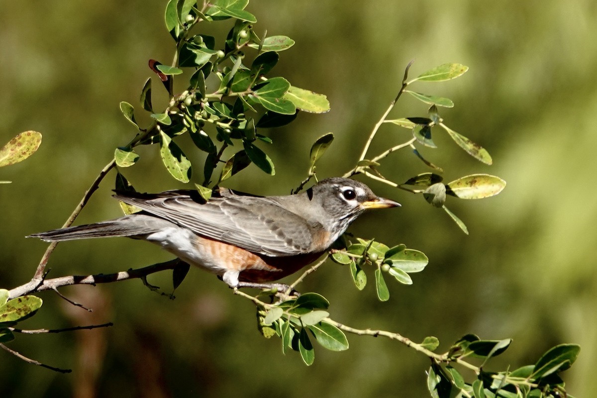 American Robin - ML523316011