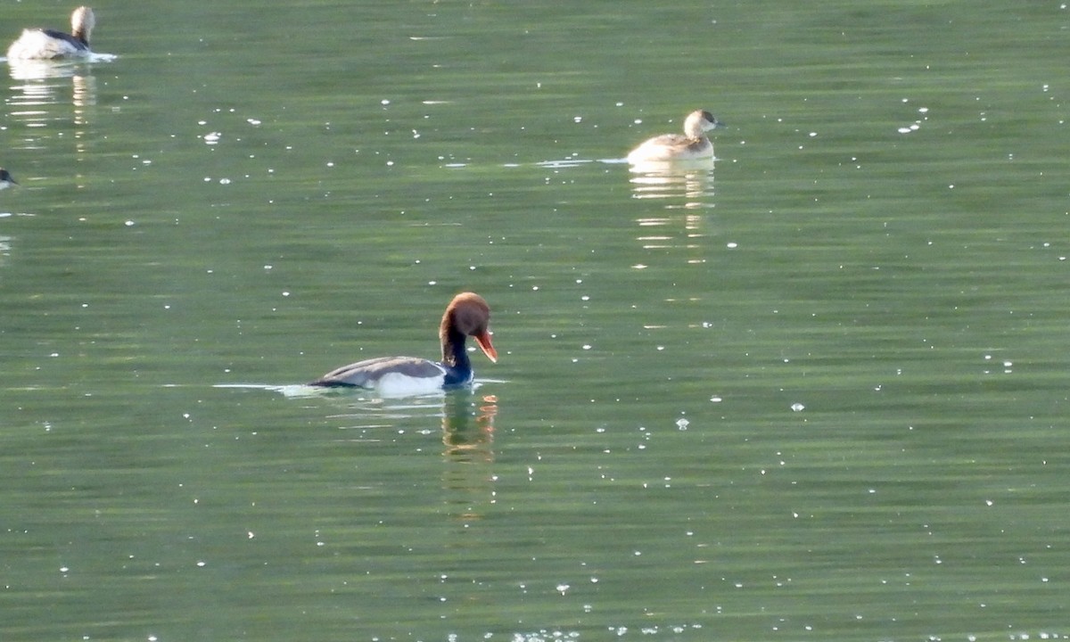 Red-crested Pochard - ML523316421