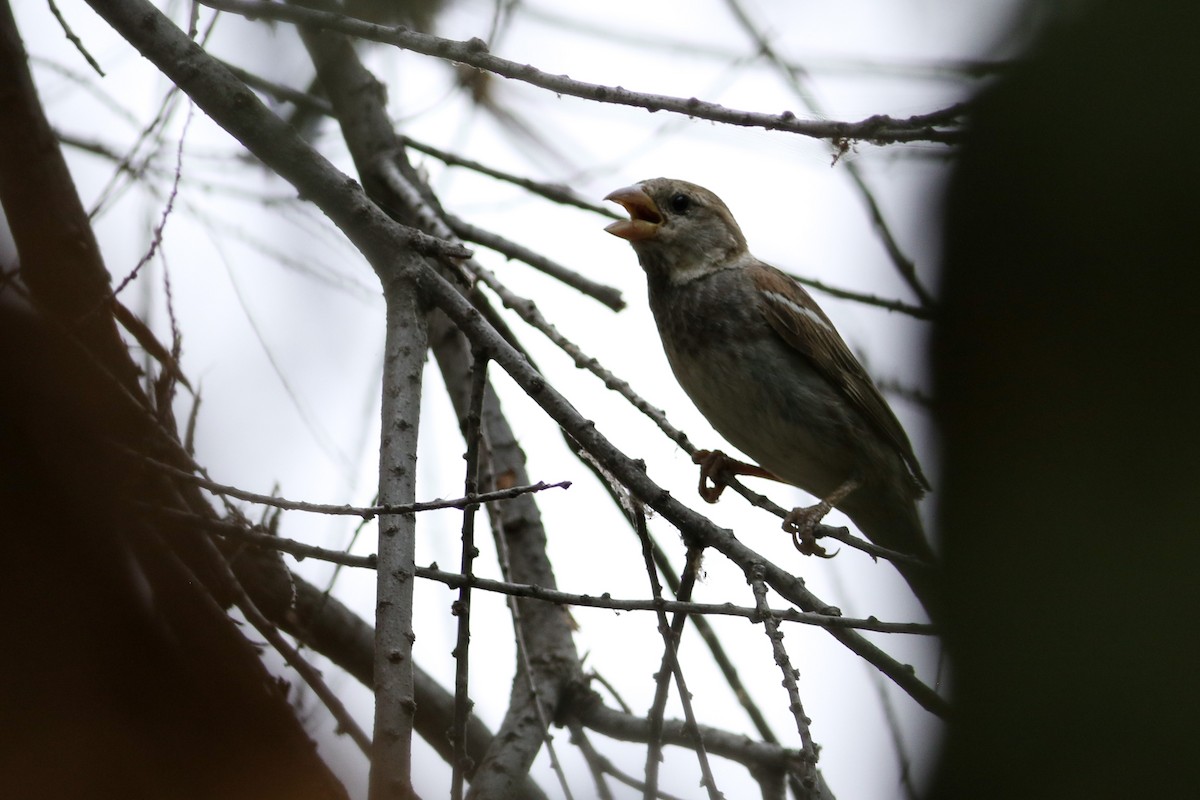 Spanish Sparrow - Max Nootbaar