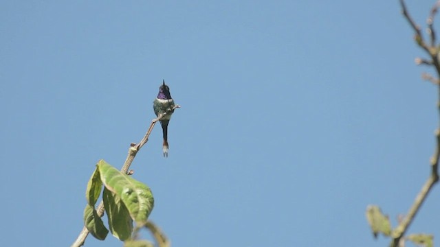 Blaukehl-Sternkolibri - ML523316511