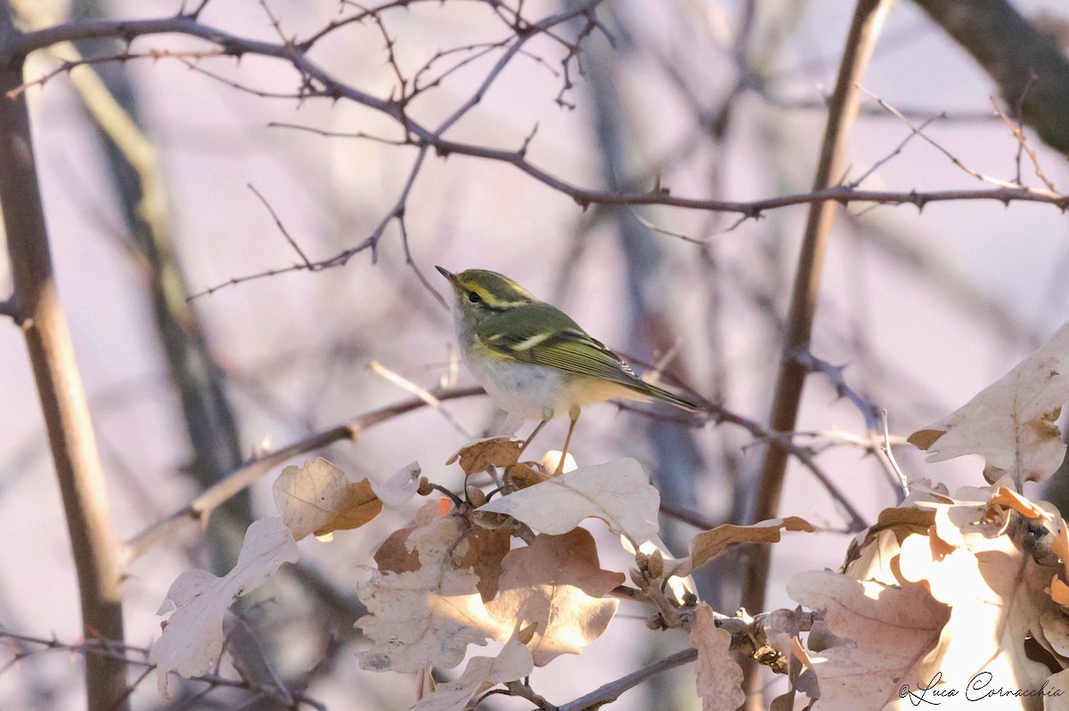 Pallas's Leaf Warbler - ML523316781