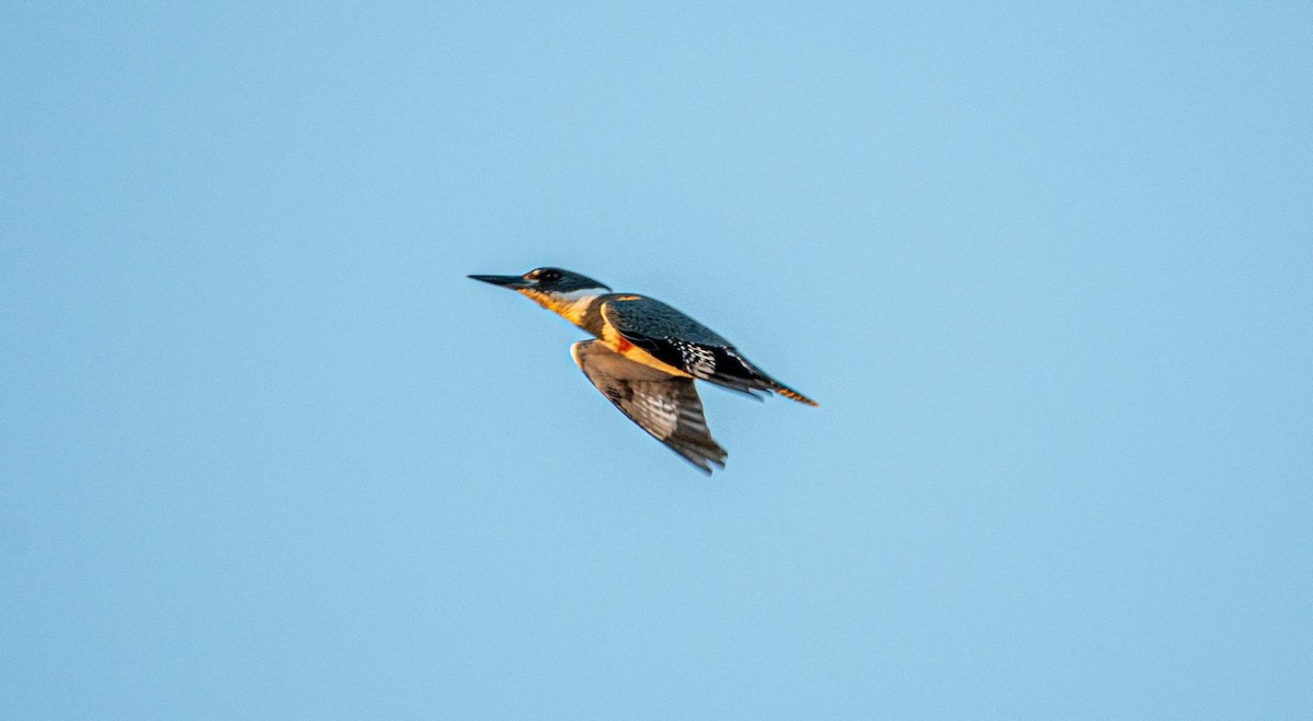 Martin-pêcheur d'Amérique - ML523316791