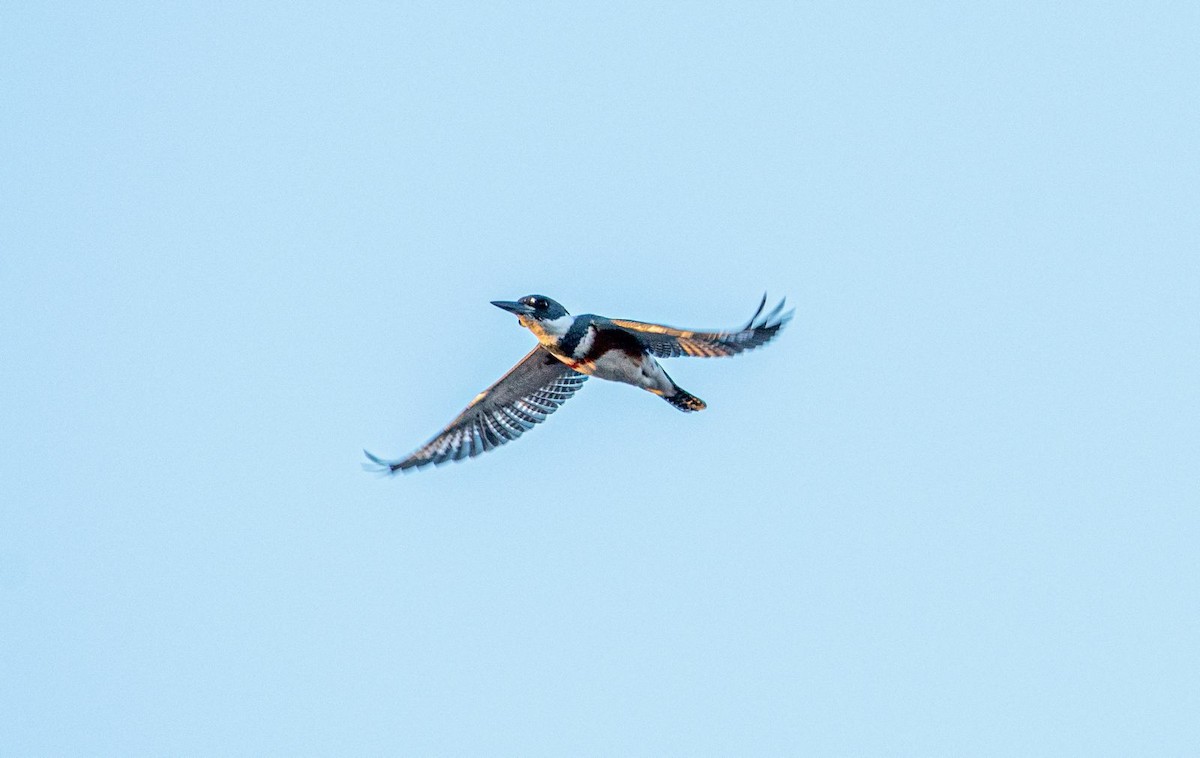 Belted Kingfisher - Guy DiRoma