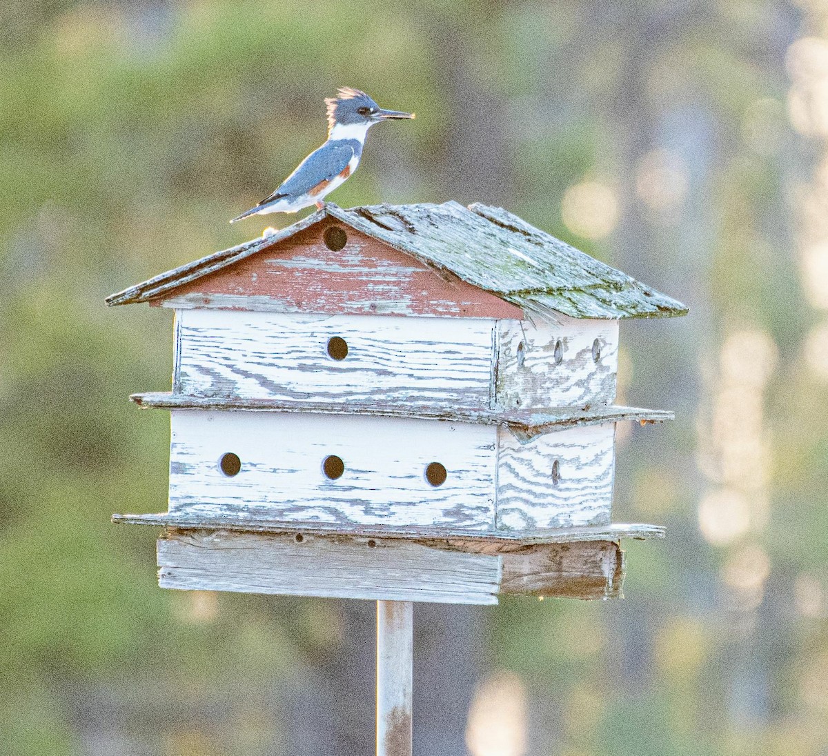 Belted Kingfisher - ML523316811