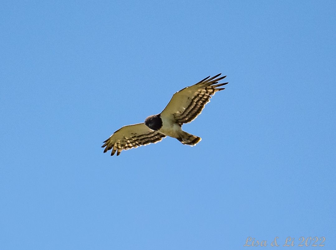 Black-chested Snake-Eagle - ML523316821