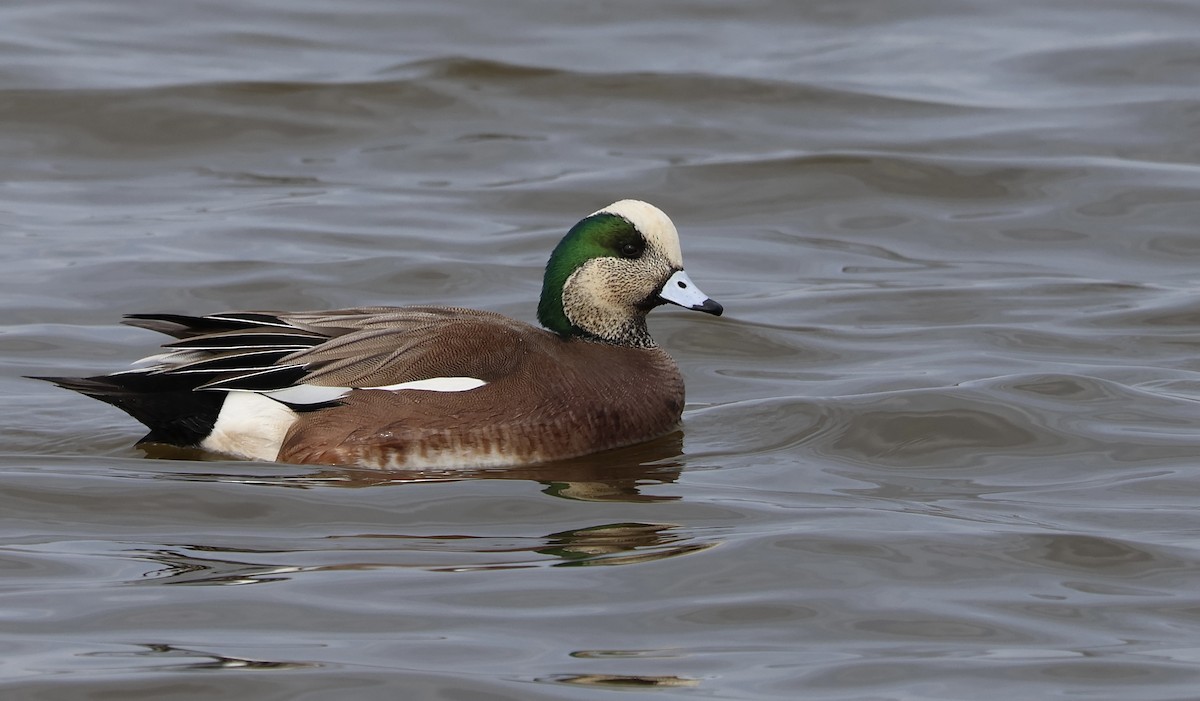 American Wigeon - ML523317421