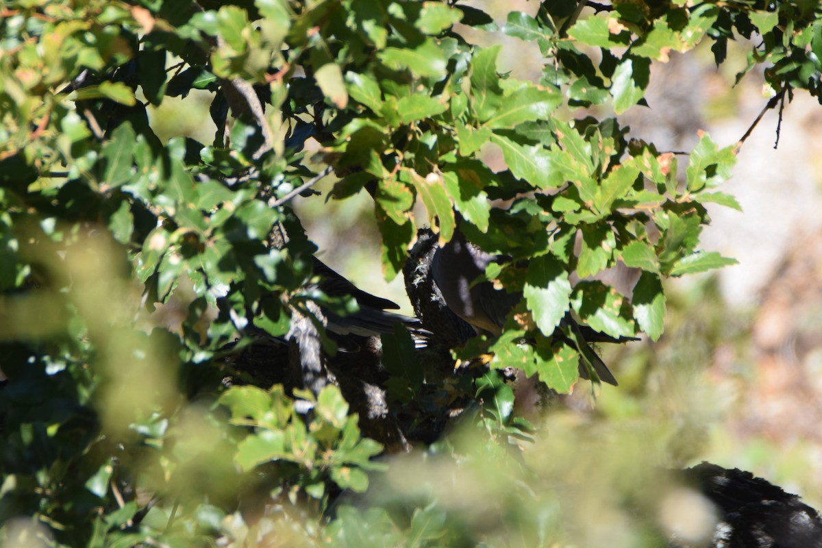 holub pruhoocasý (ssp. vioscae) - ML523317671