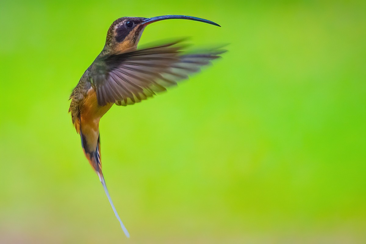kolibřík dlouhoocasý - ML523317821