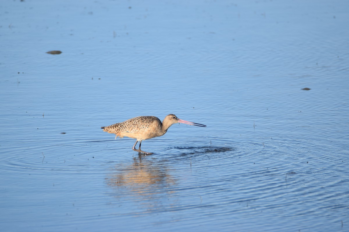 Marbled Godwit - ML523318281