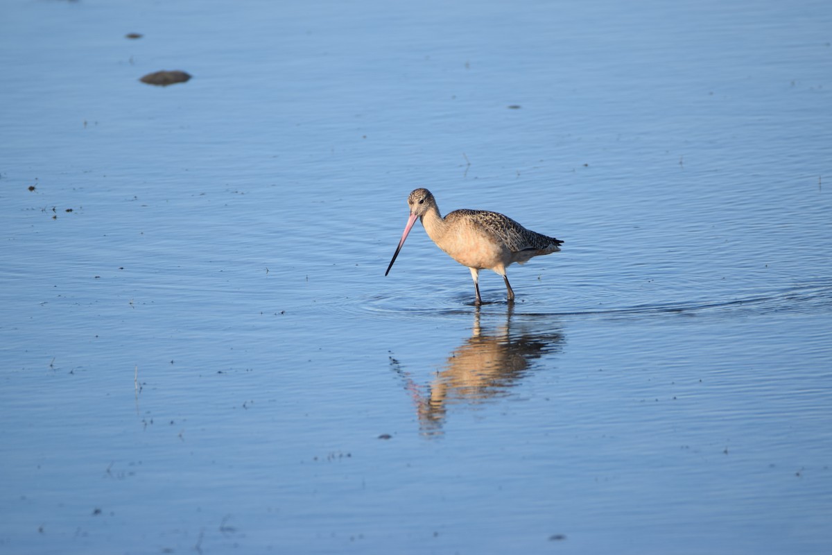 Marbled Godwit - Zach Skubiszewski