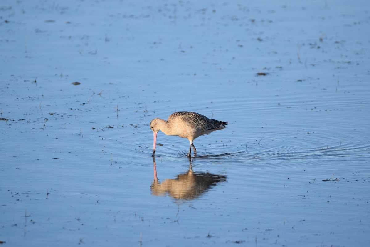 Marbled Godwit - ML523318381