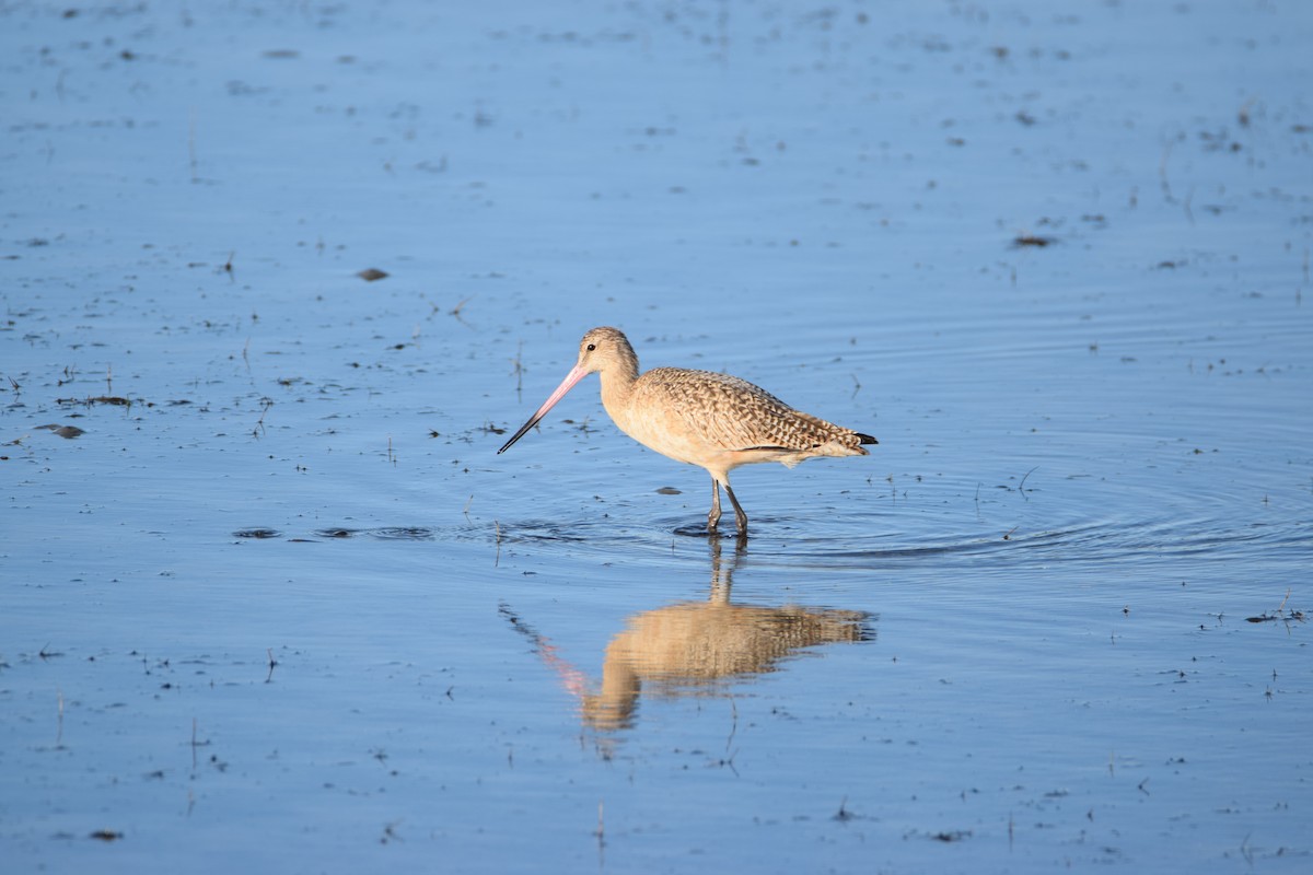 Marbled Godwit - ML523318431