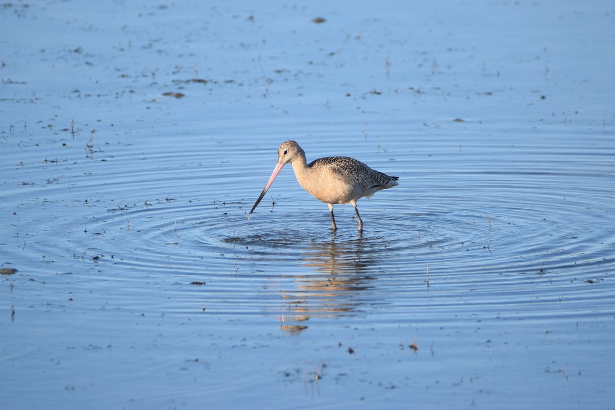 Marbled Godwit - ML523318481