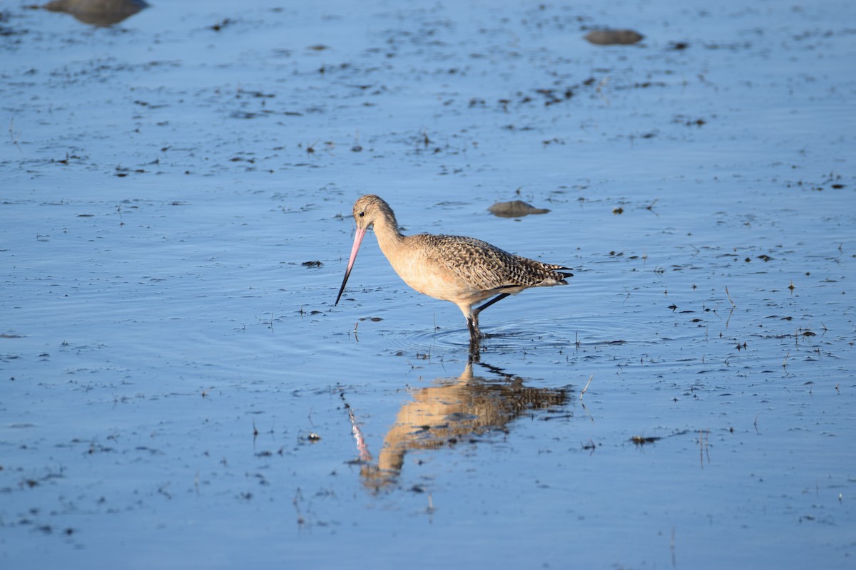 Marbled Godwit - ML523318551