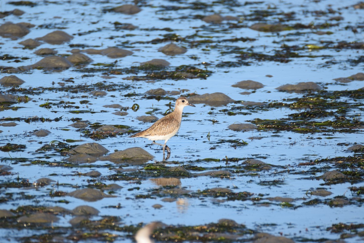 Black-bellied Plover - ML523318661