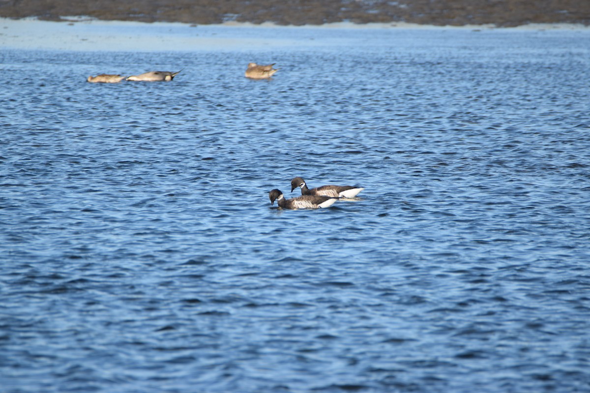 Branta musubeltza - ML523318691