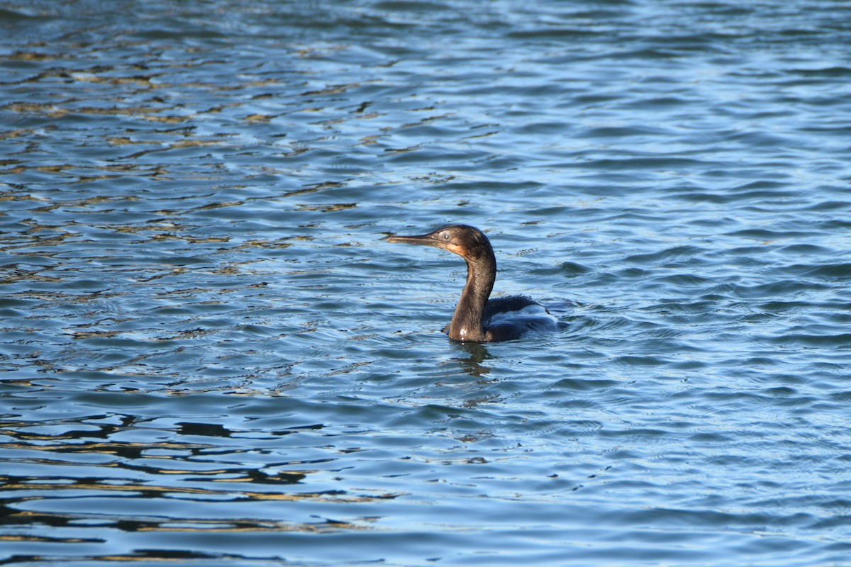 Brandt's Cormorant - ML523319071