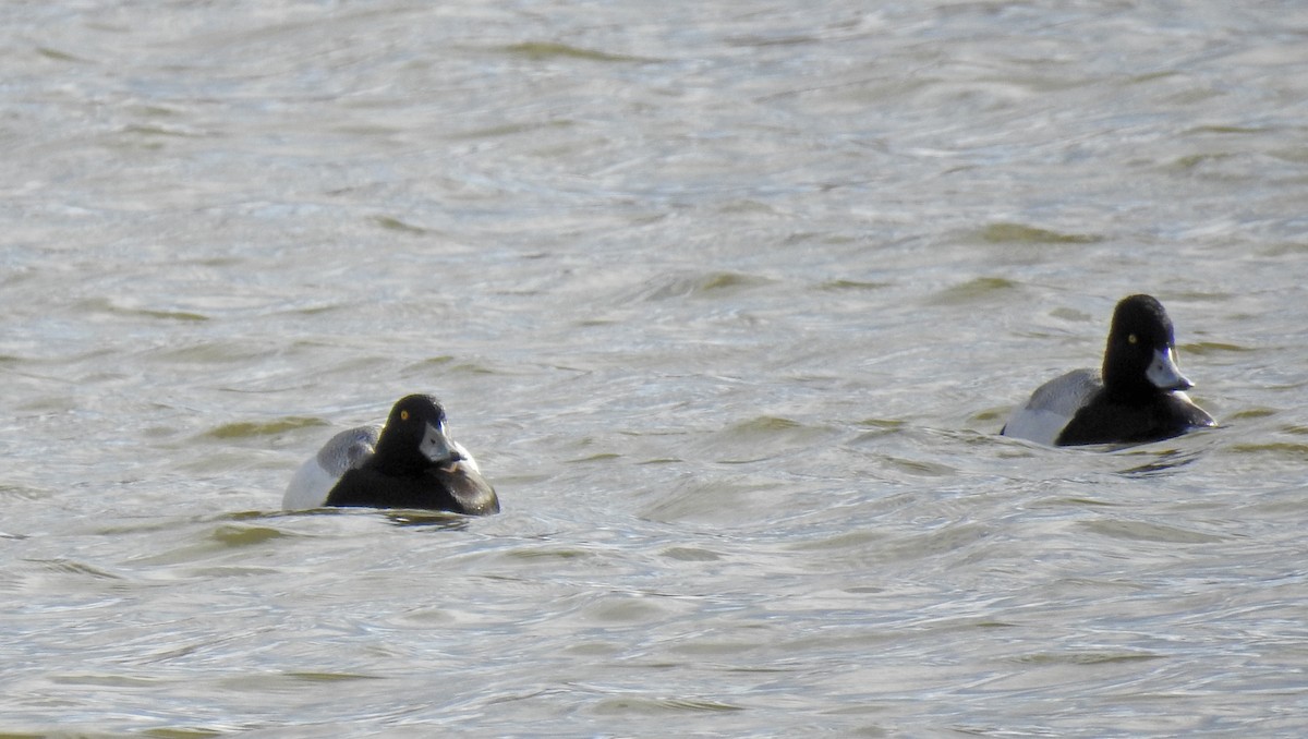 Greater Scaup - ML52331921