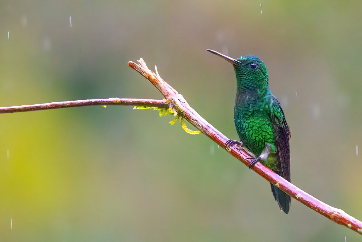 Steely-vented Hummingbird - ML523319271