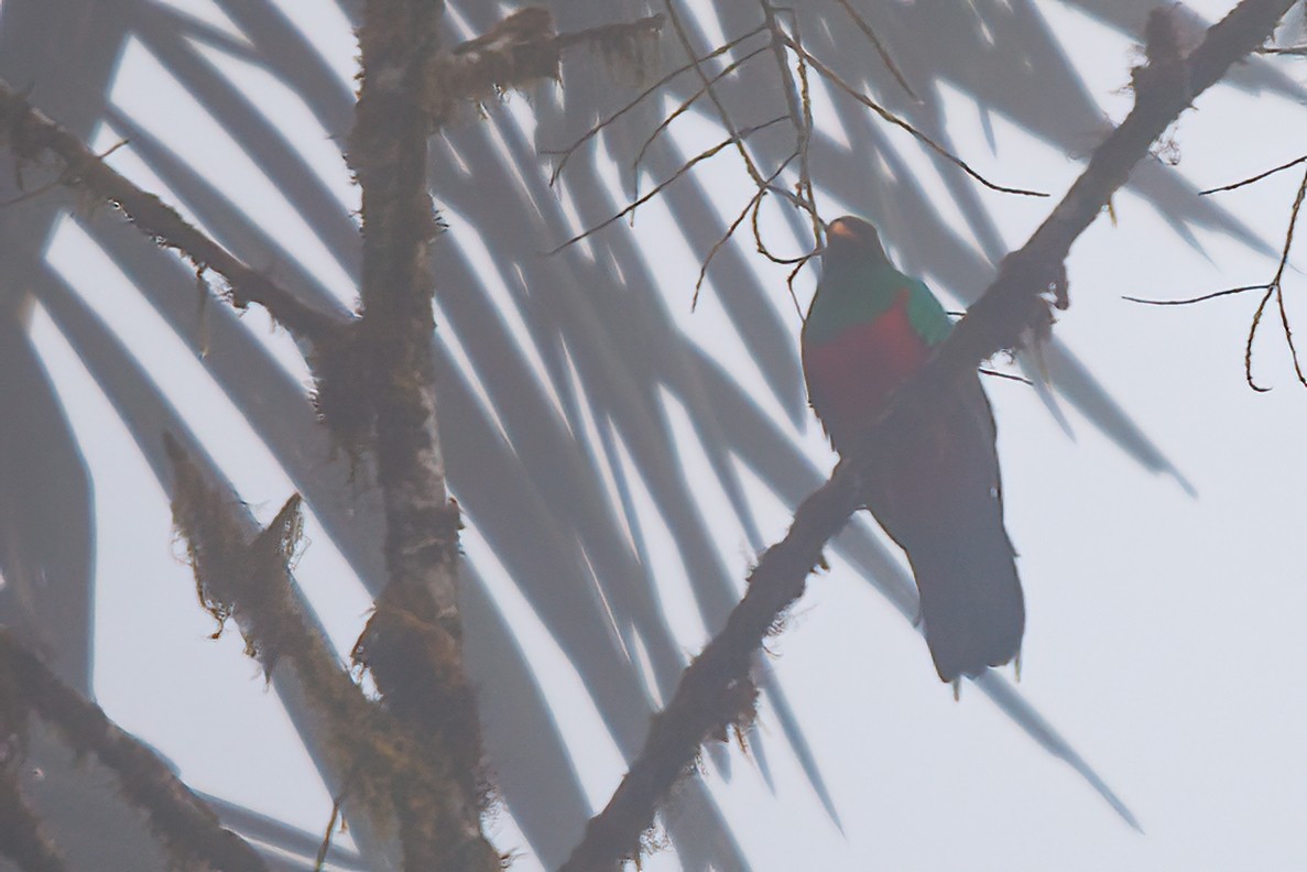 Golden-headed Quetzal - ML523320081