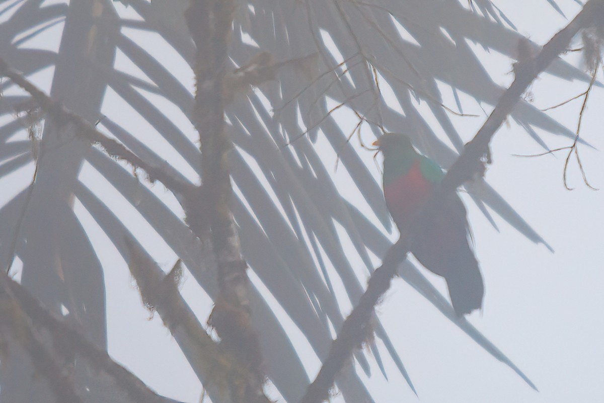 Golden-headed Quetzal - ML523320091