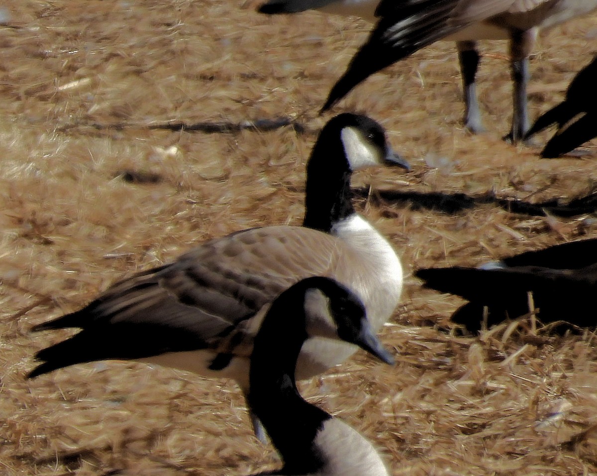 Cackling Goose (Richardson's) - ML523321161