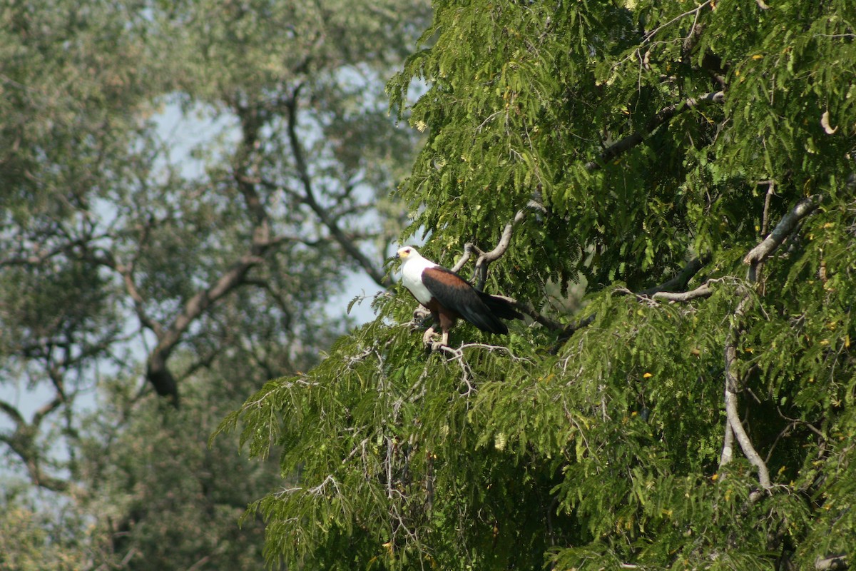 African Fish-Eagle - ML523321251