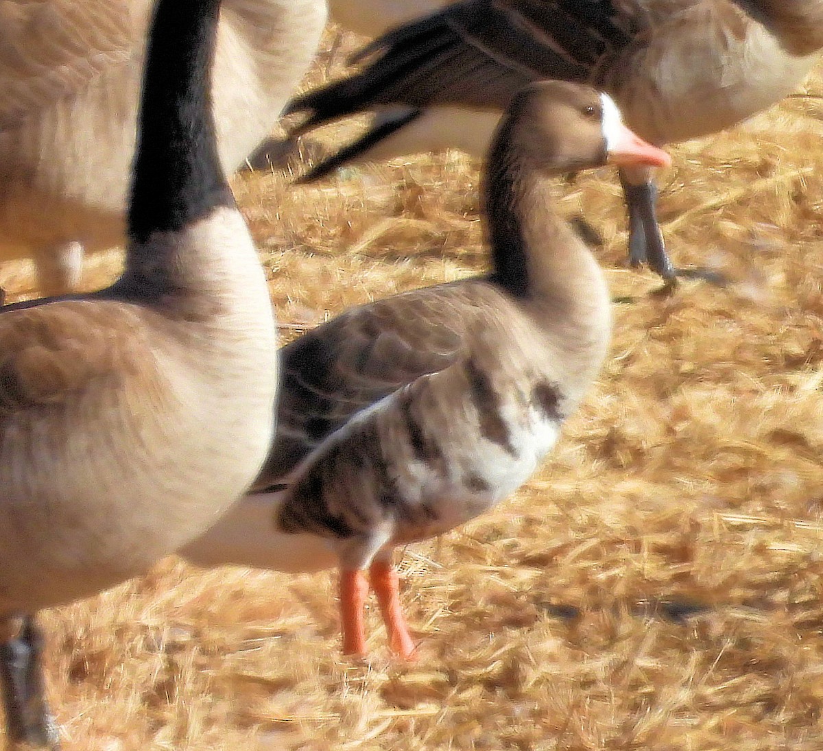 Greater White-fronted Goose - ML523321531