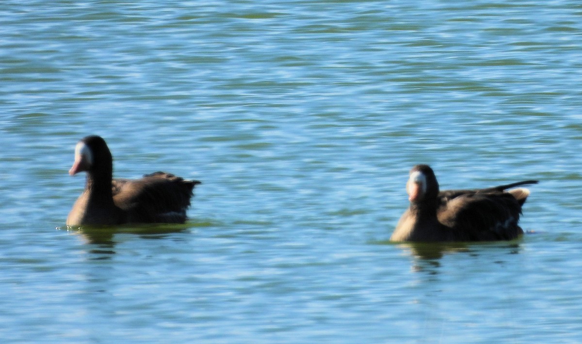 Greater White-fronted Goose - ML523321541