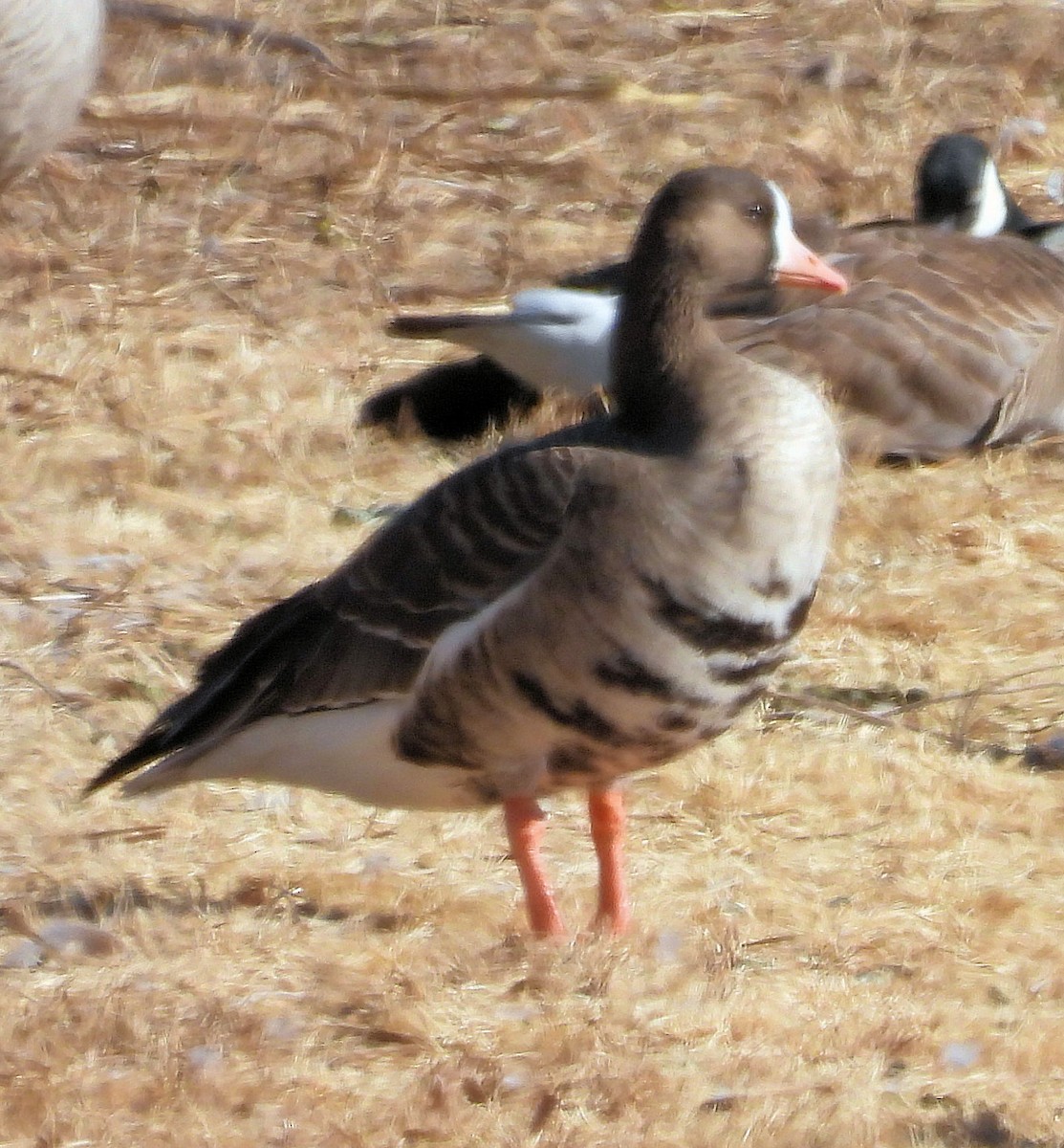 Greater White-fronted Goose - ML523321551