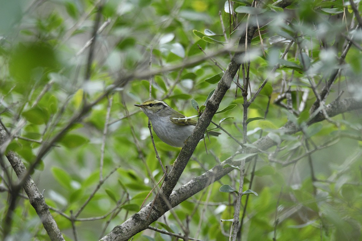 Pallas's Leaf Warbler - ML523321931