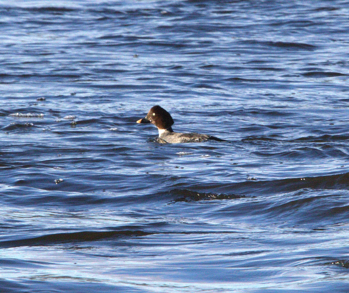 Common Goldeneye - ML523322221