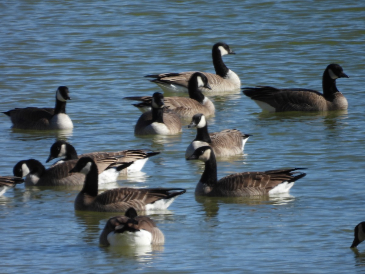 Cackling Goose (Richardson's) - ML523322251