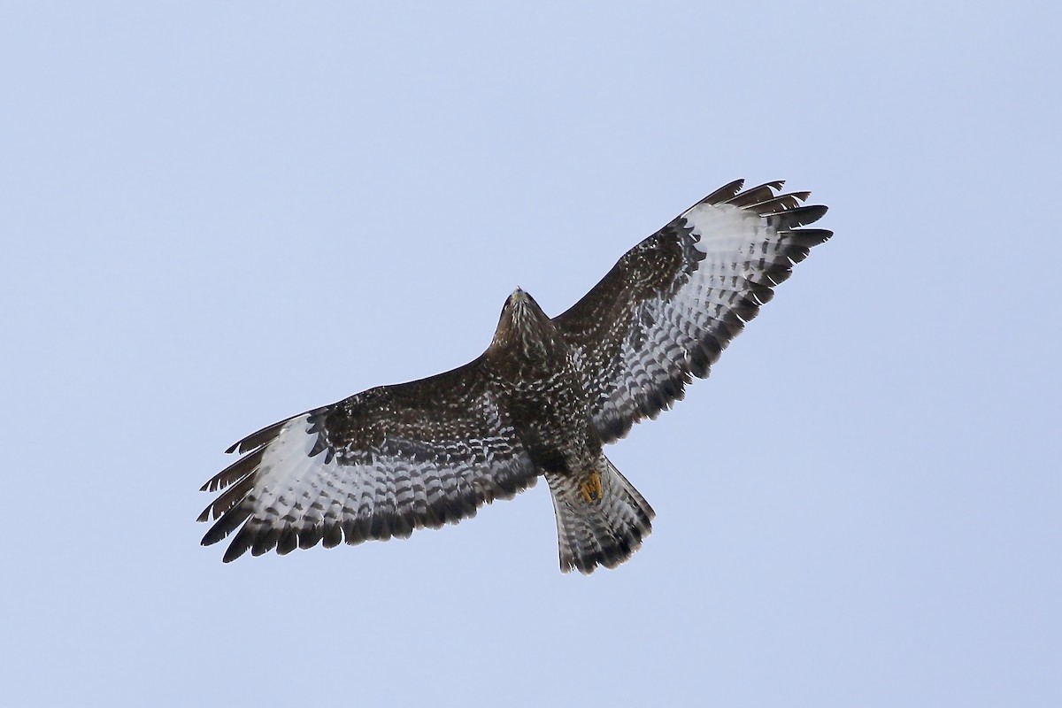 Common Buzzard - ML523323991