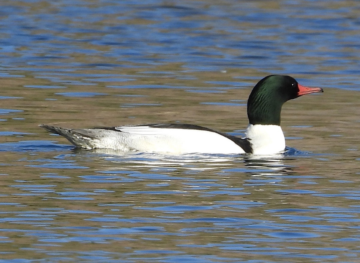 Common Merganser - ML523325061