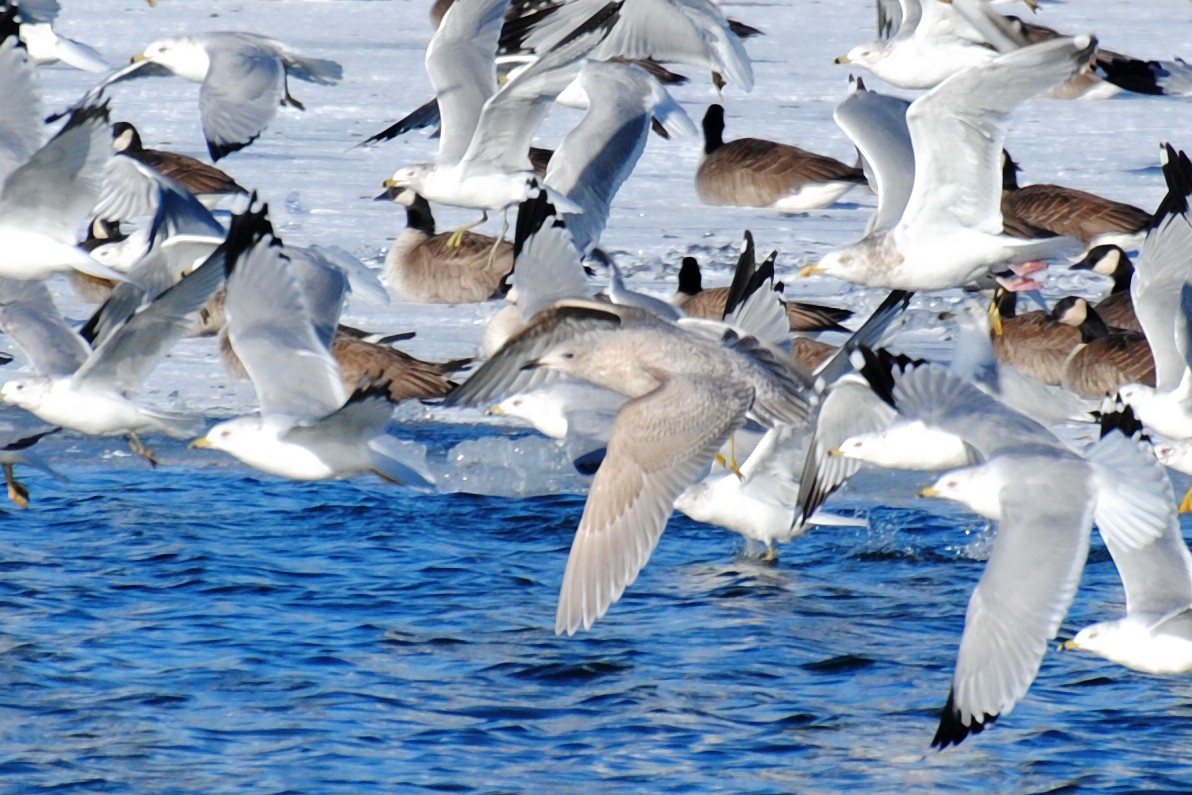 Iceland Gull (kumlieni) - ML523325511