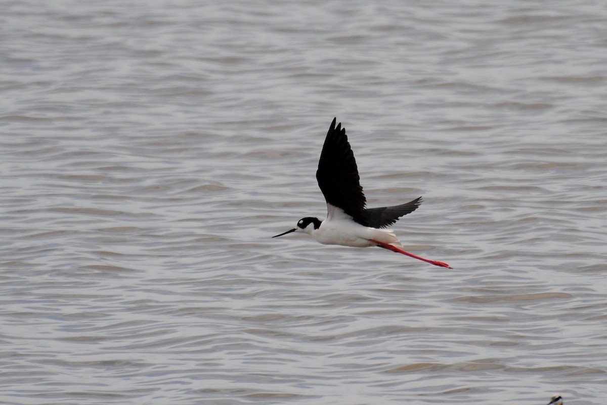 Black-necked Stilt - ML523326861