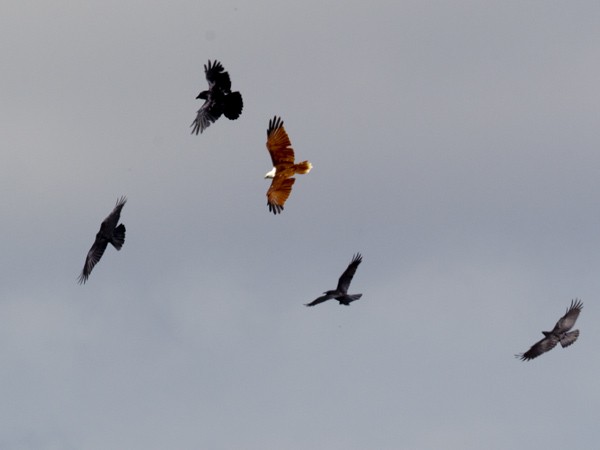 Brahminy Kite - ML52332811