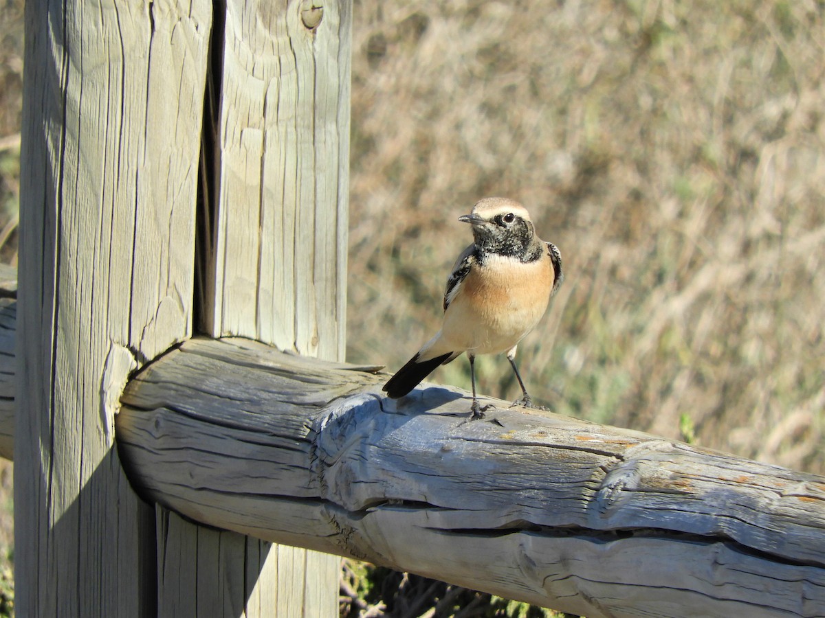 Desert Wheatear - Jorge Juan Rueda