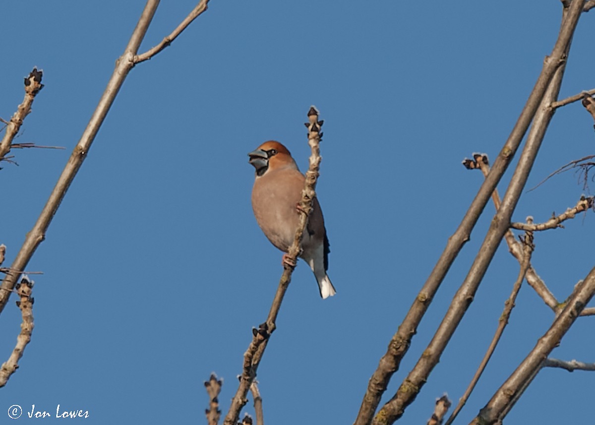 Hawfinch - Jon Lowes