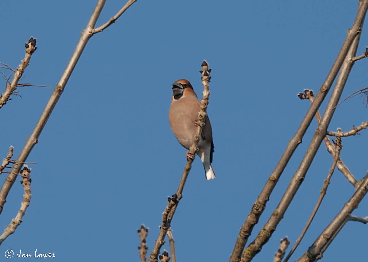 Hawfinch - Jon Lowes