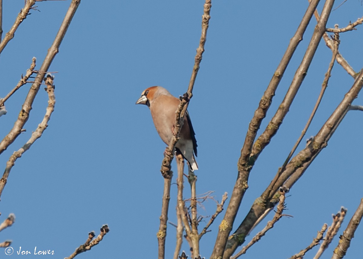 Hawfinch - Jon Lowes