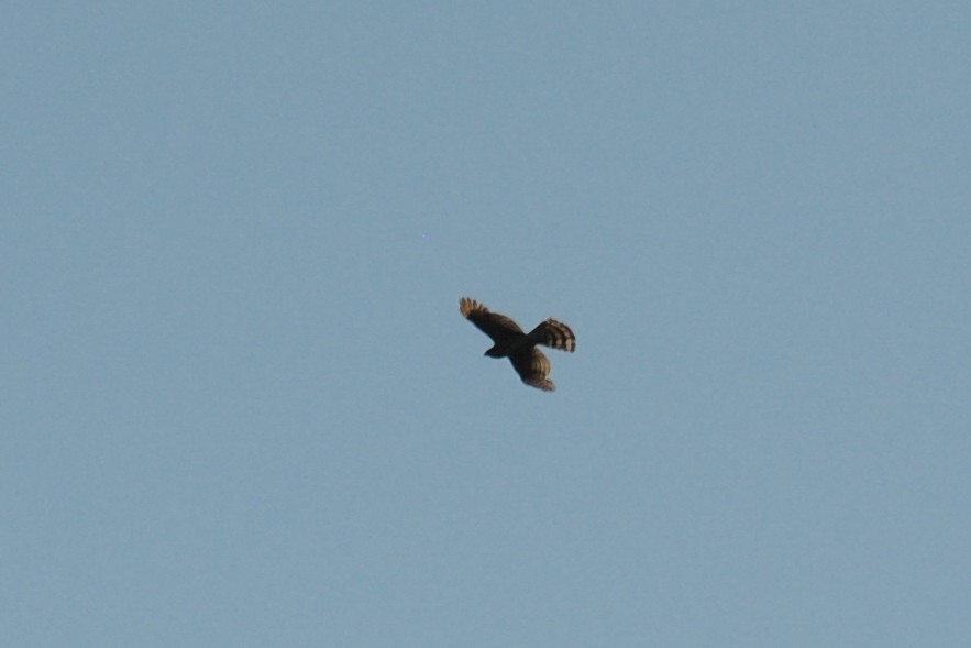 American Goshawk - Nick Moore