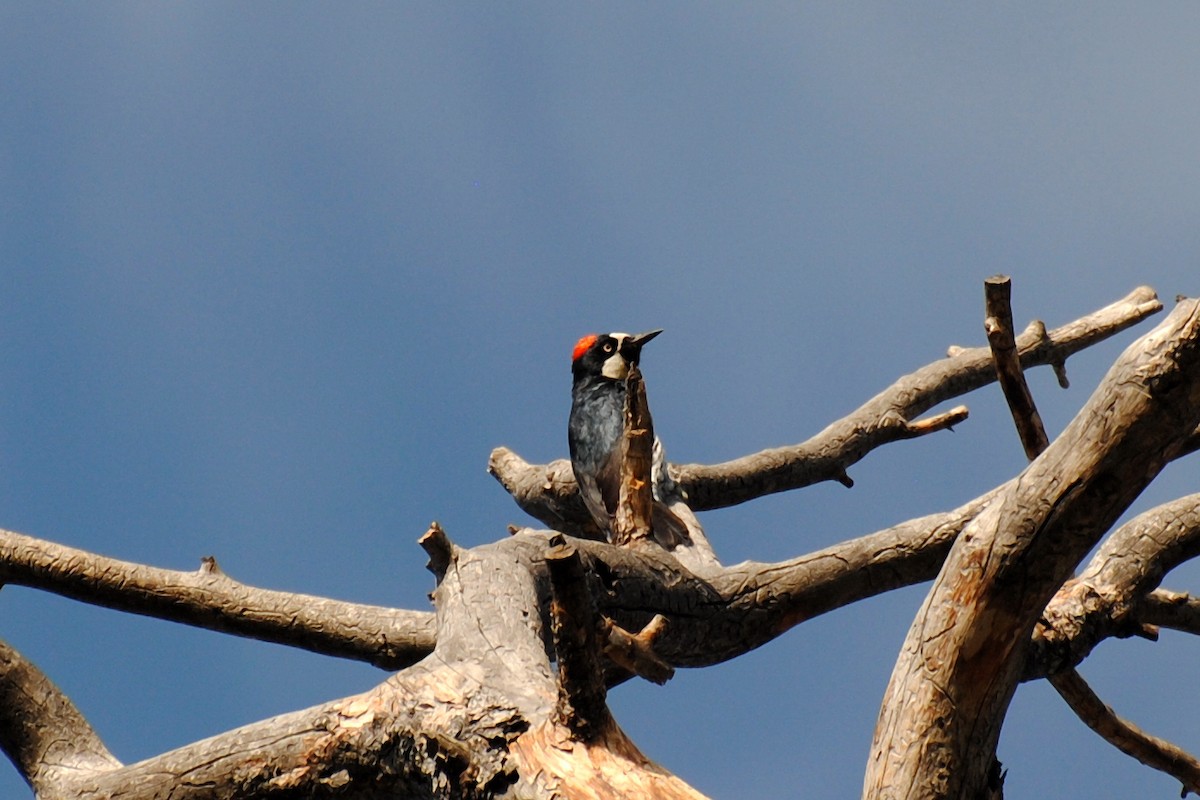 Acorn Woodpecker - Nick Moore