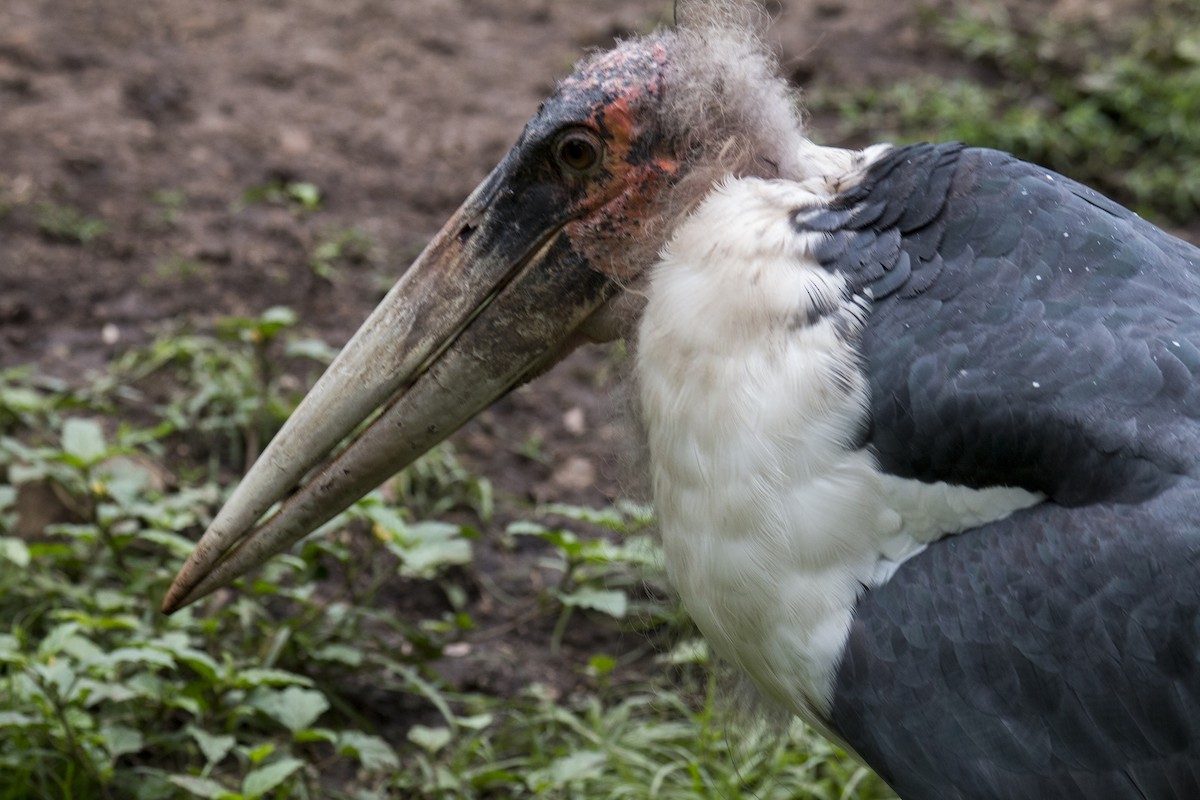 Marabou Stork - Scott Young