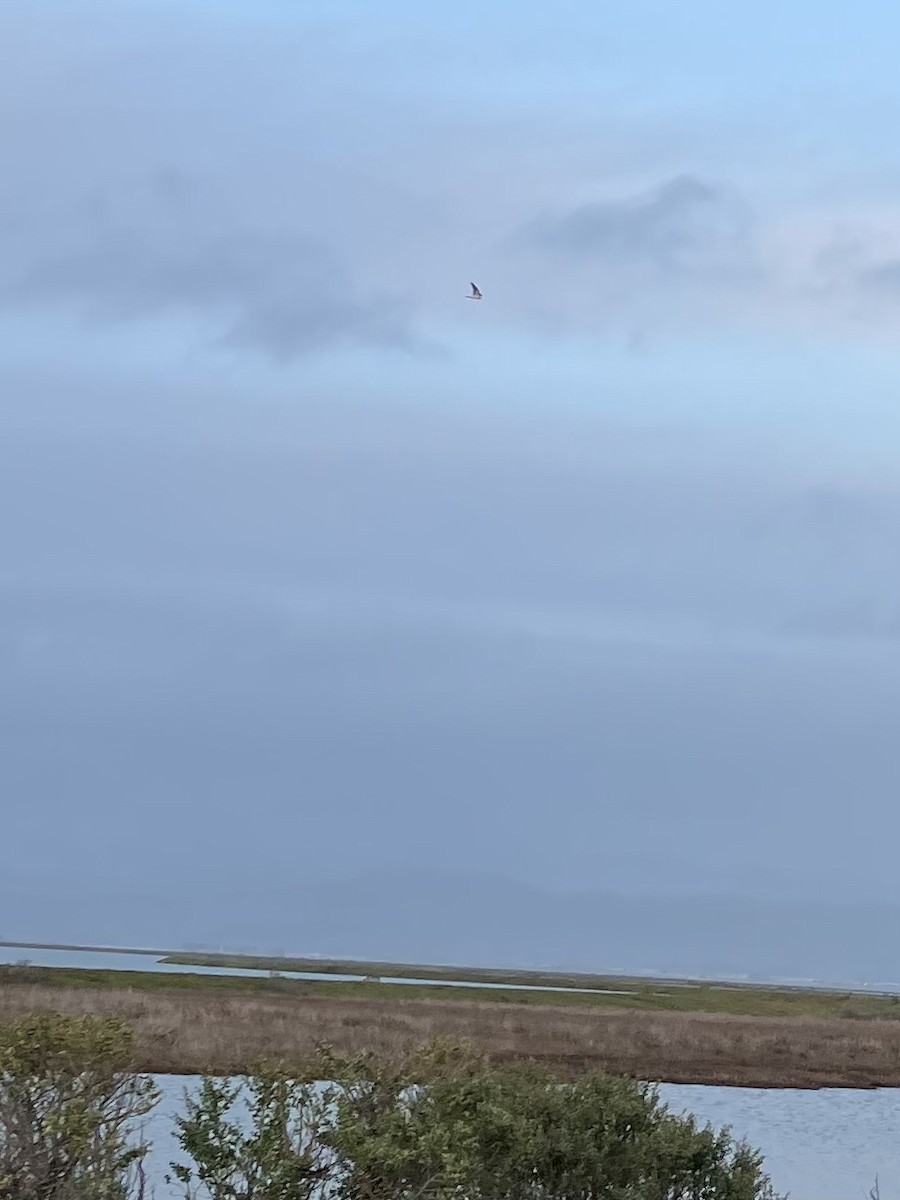 White-tailed Kite - ML523329791