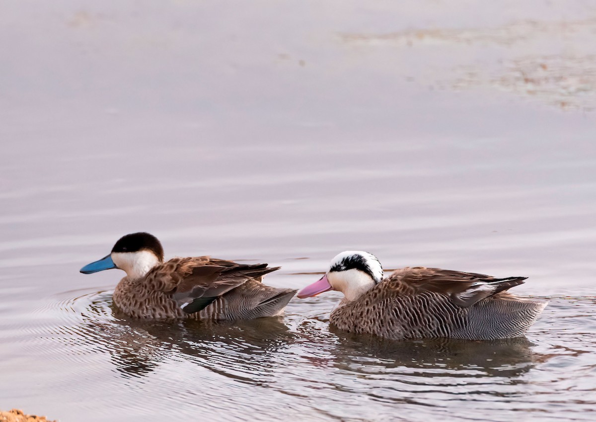 Puna Teal - Esteban Villanueva (Aves Libres Chile)